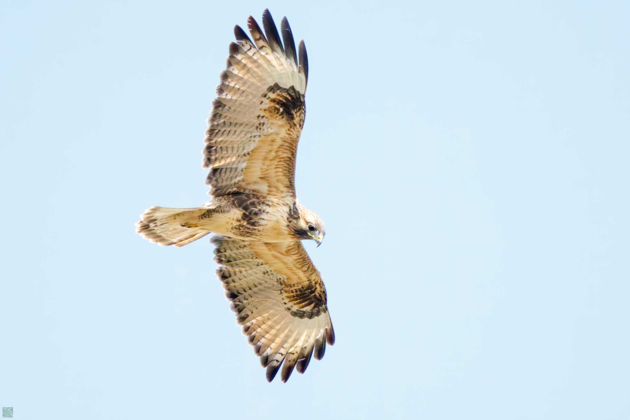 Photo of Eastern Buzzard at Tokyo Port Wild Bird Park by d3_plus