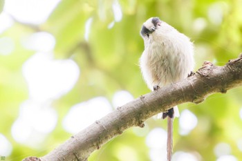 Long-tailed Tit Tokyo Port Wild Bird Park Sat, 10/14/2023