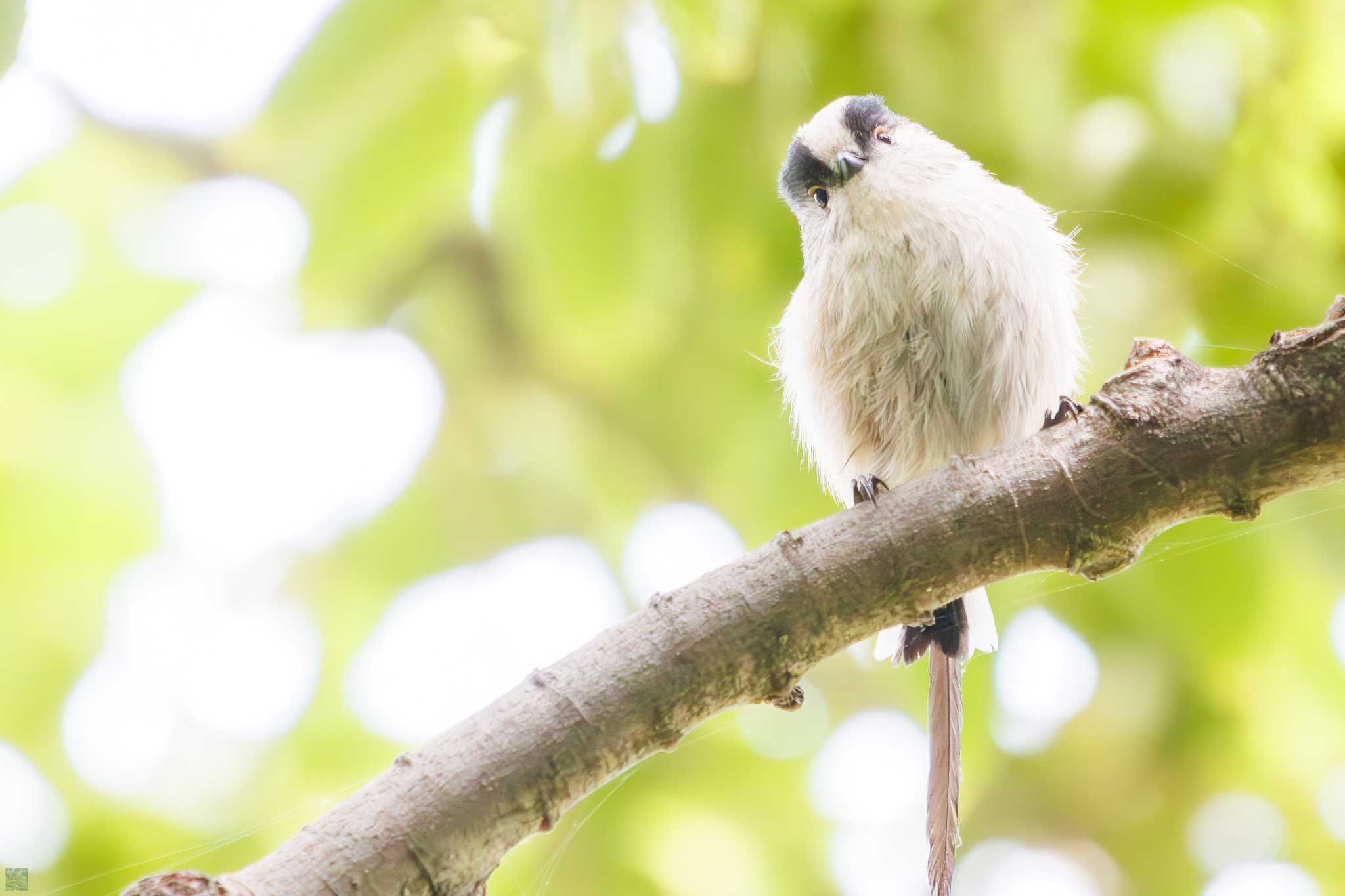 Photo of Long-tailed Tit at Tokyo Port Wild Bird Park by d3_plus