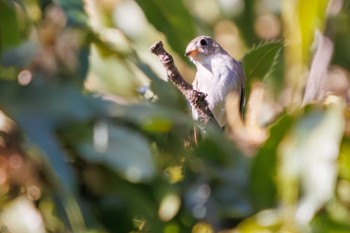 コサメビタキ 東京港野鳥公園 2023年10月14日(土)