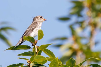 Grey-streaked Flycatcher Tokyo Port Wild Bird Park Sat, 10/14/2023