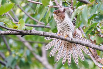 Oriental Cuckoo Tokyo Port Wild Bird Park Sat, 10/14/2023