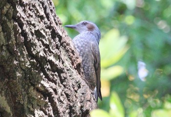 2023年10月20日(金) 上野台公園（東海市）の野鳥観察記録