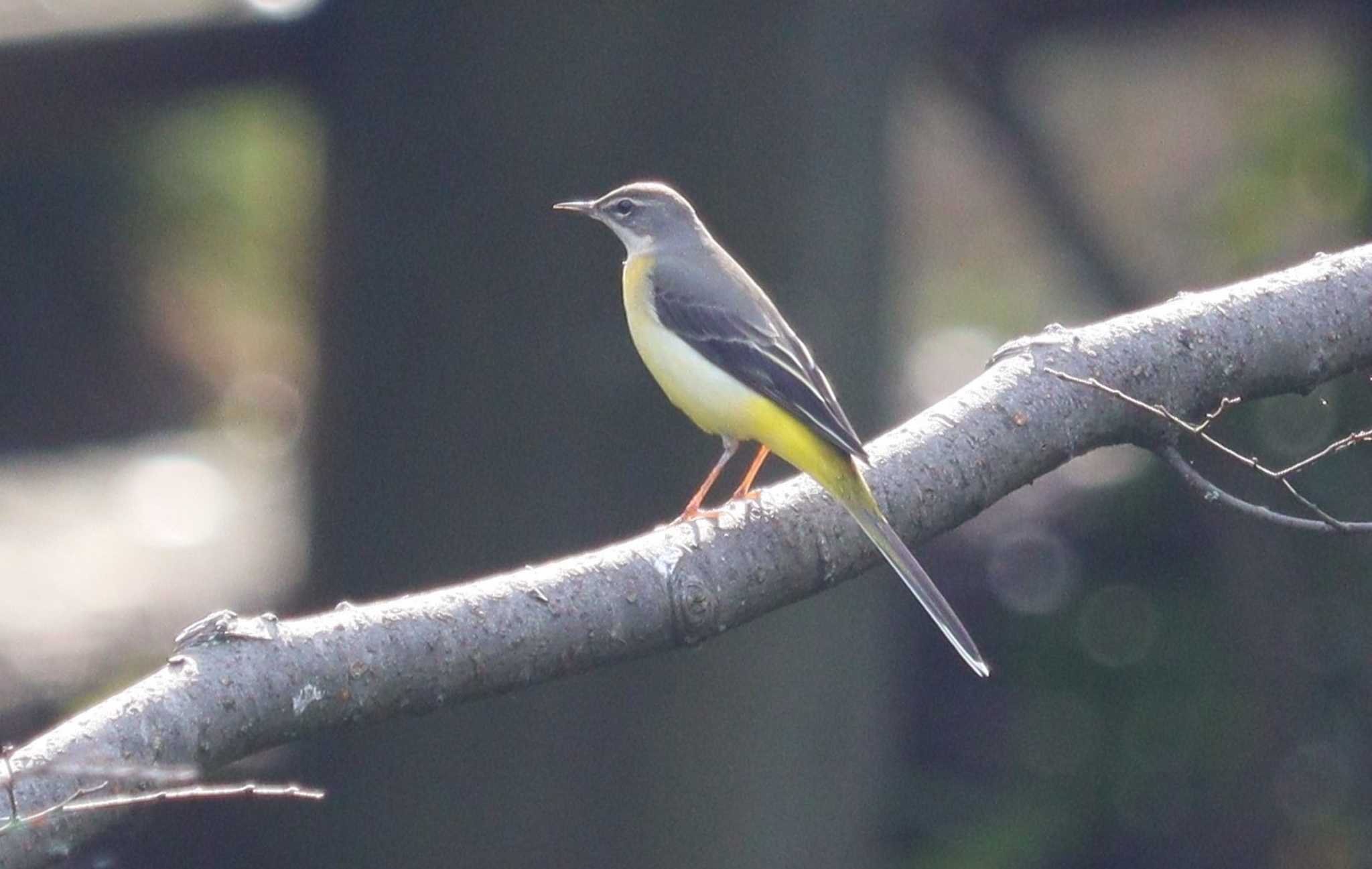 Grey Wagtail