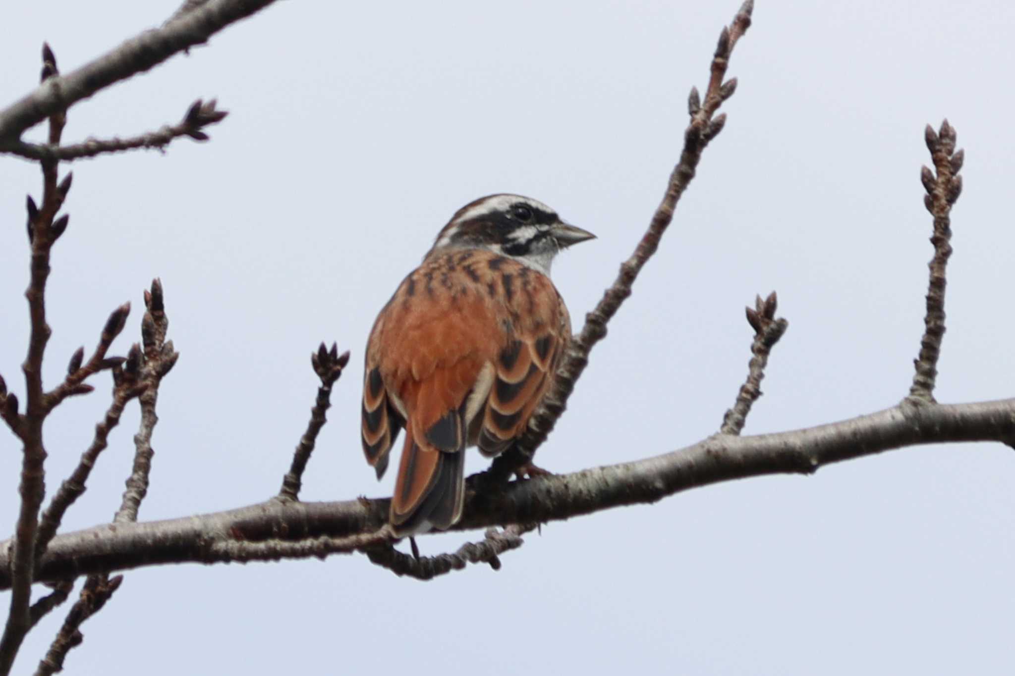 Photo of Meadow Bunting at  by あっくん