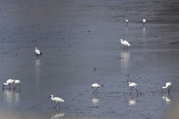 クロツラヘラサギ 熊本白川河口 2019年10月27日(日)