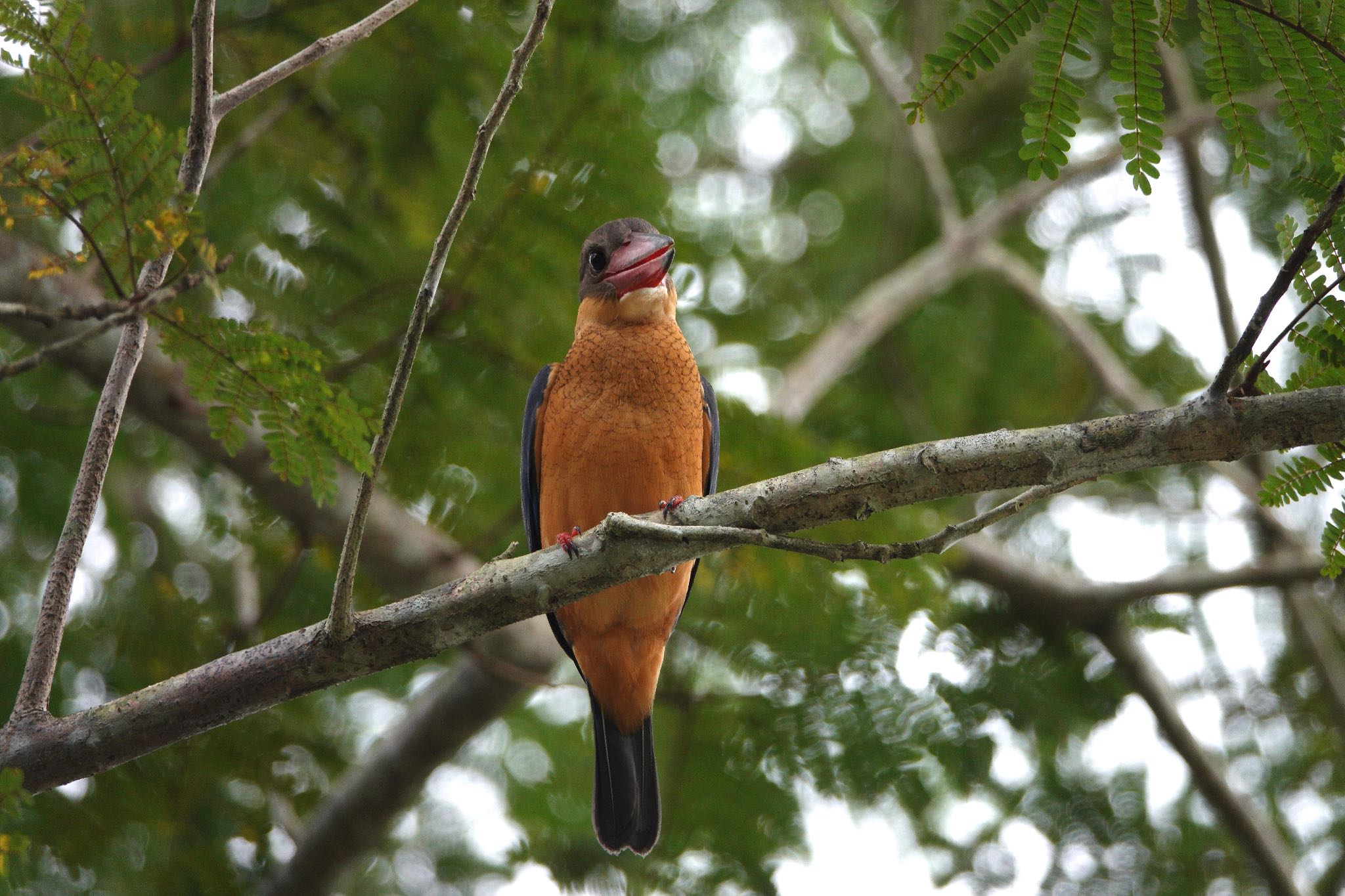 Stork-billed Kingfisher