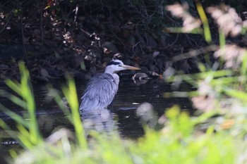 アオサギ 東京港野鳥公園 2023年10月20日(金)