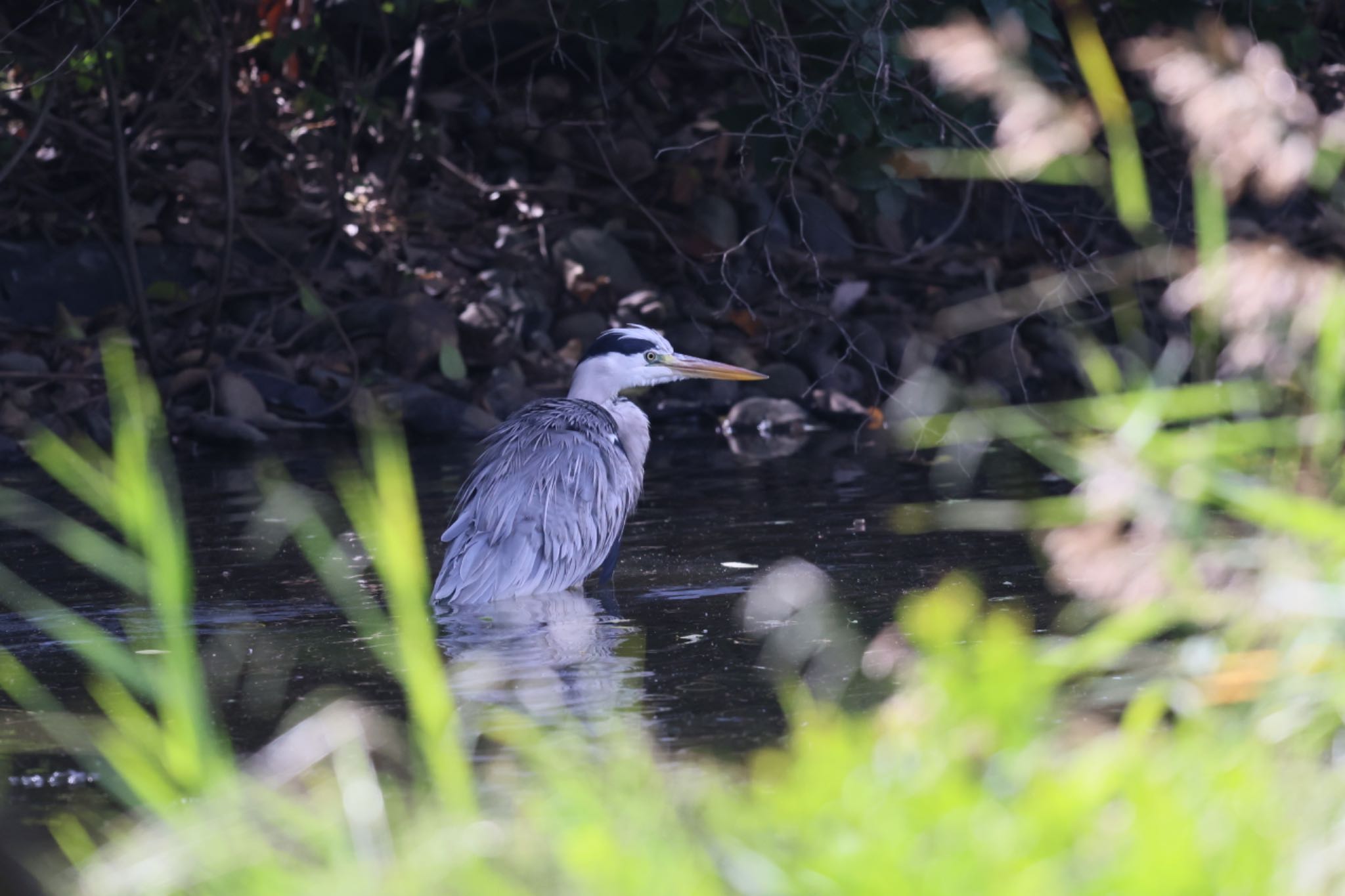 Photo of Grey Heron at Tokyo Port Wild Bird Park by atushiever