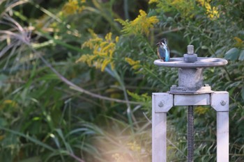 Common Kingfisher Tokyo Port Wild Bird Park Fri, 10/20/2023