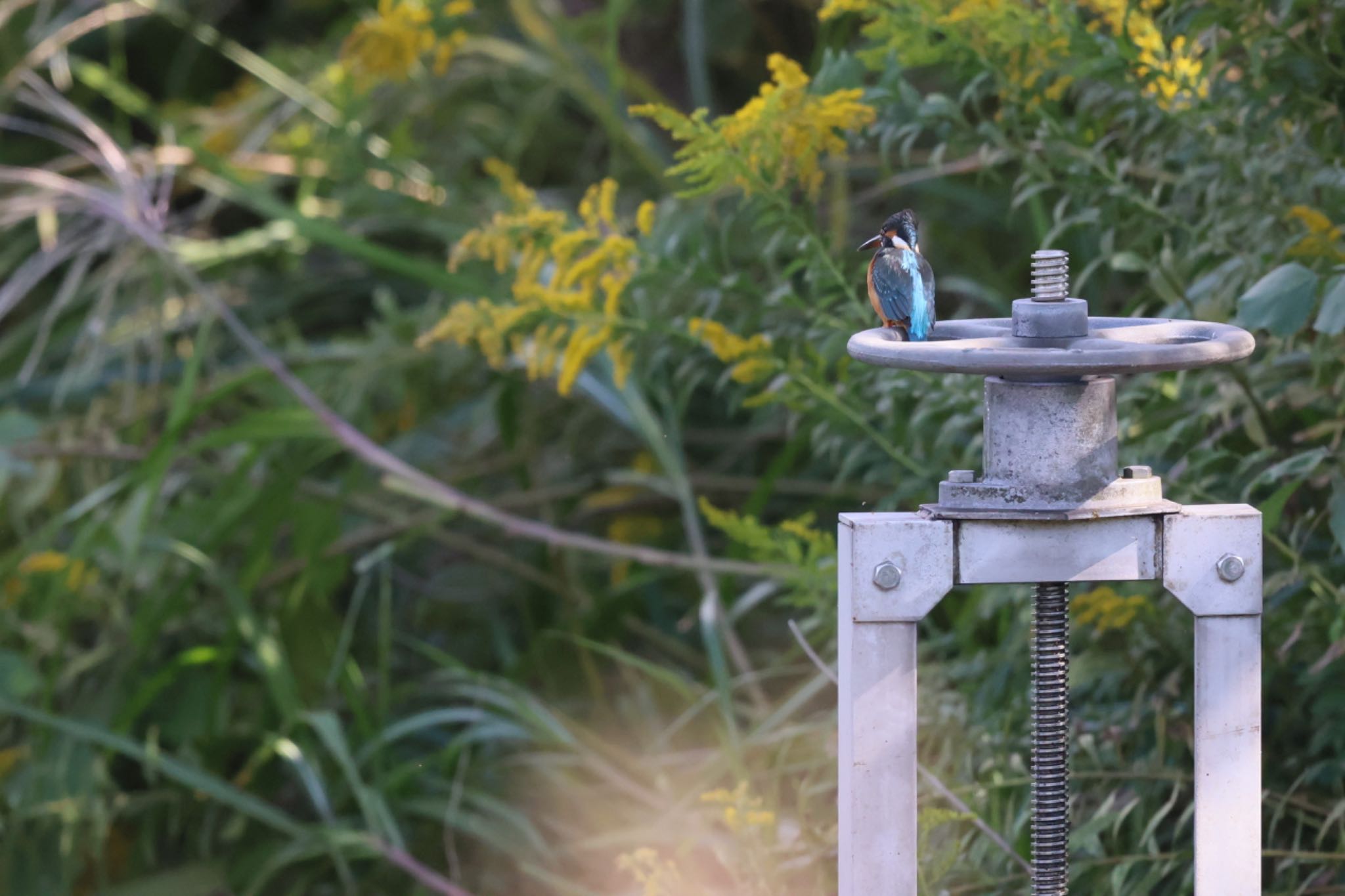 東京港野鳥公園 カワセミの写真 by atushiever