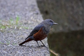 Blue Rock Thrush 福井県越前町 Unknown Date