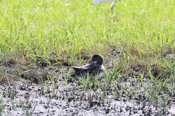 ヒドリガモ 東京港野鳥公園 2023年10月20日(金)