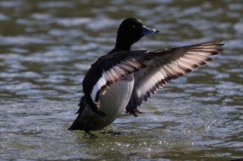 キンクロハジロ 東京港野鳥公園 2023年10月20日(金)