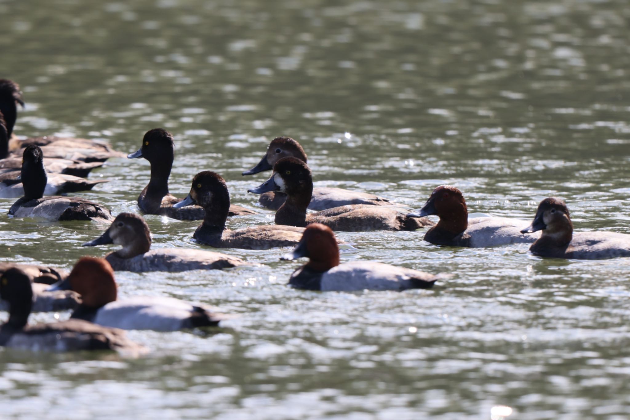 東京港野鳥公園 ホシハジロの写真 by atushiever