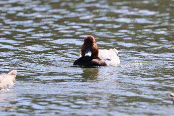 ホシハジロ 東京港野鳥公園 2023年10月20日(金)