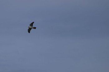 2023年10月20日(金) 東京港野鳥公園の野鳥観察記録