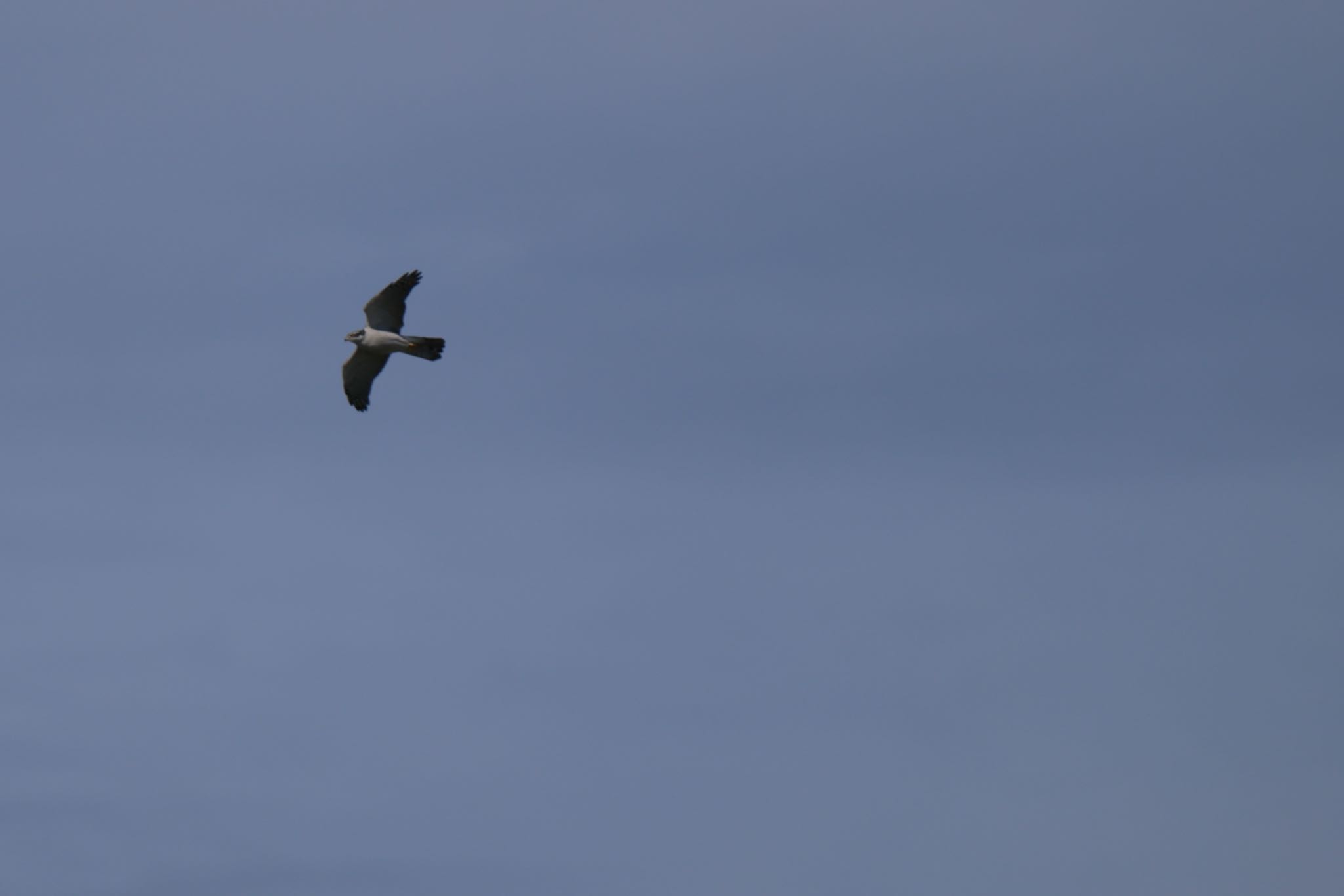 Eurasian Goshawk