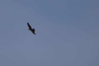 オオタカ 東京港野鳥公園 2023年10月20日(金)