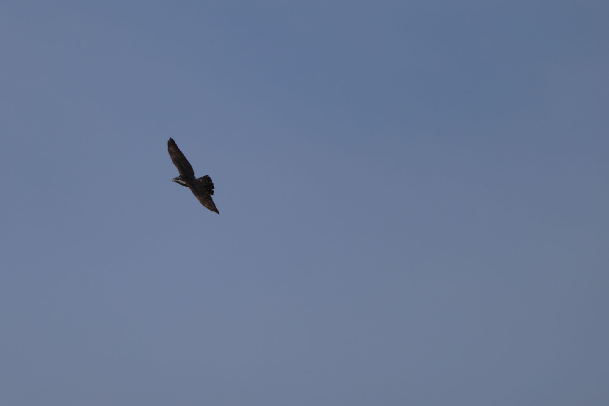 Eurasian Goshawk