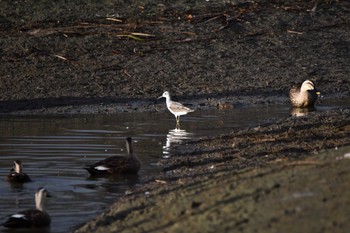 2023年9月30日(土) 伊佐沼の野鳥観察記録