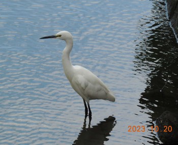 コサギ 葛西臨海公園 2023年10月20日(金)