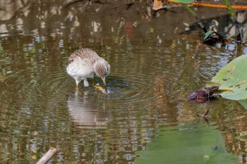 Wood Sandpiper Inashiki Sat, 10/14/2023