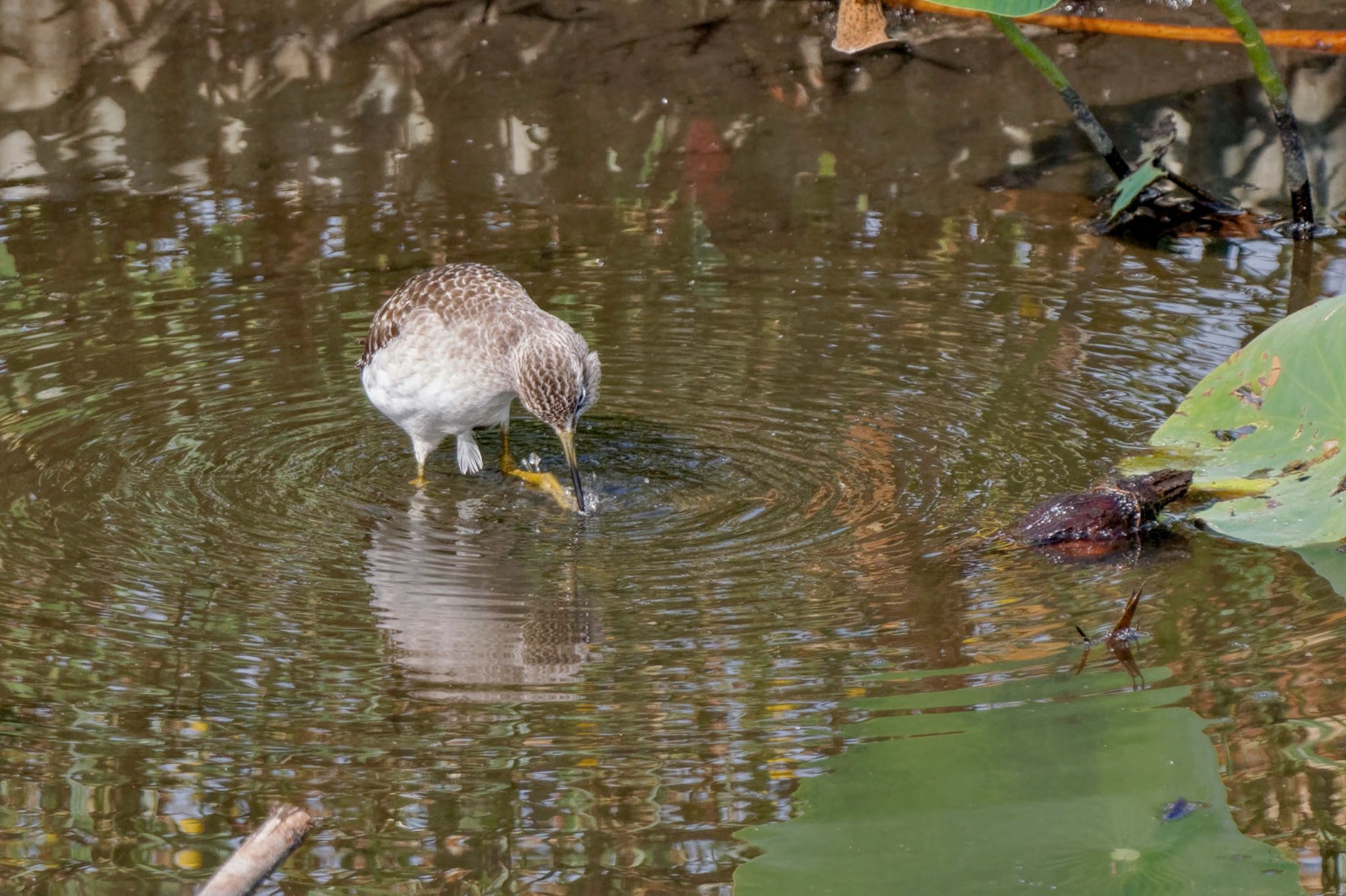 Wood Sandpiper