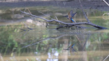 カワセミ 秋ヶ瀬公園(ピクニックの森) 2023年10月20日(金)