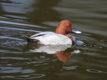 Common Pochard 岡山城お堀 Thu, 10/19/2023