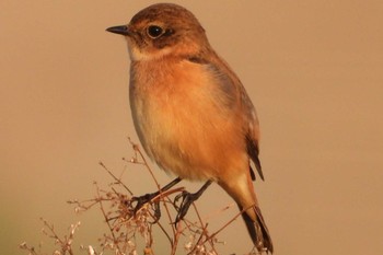 Amur Stonechat 岡山旭川 Mon, 10/16/2023