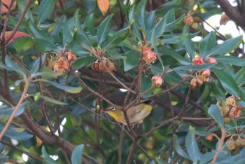 2023年10月20日(金) 飛鳥山公園の野鳥観察記録