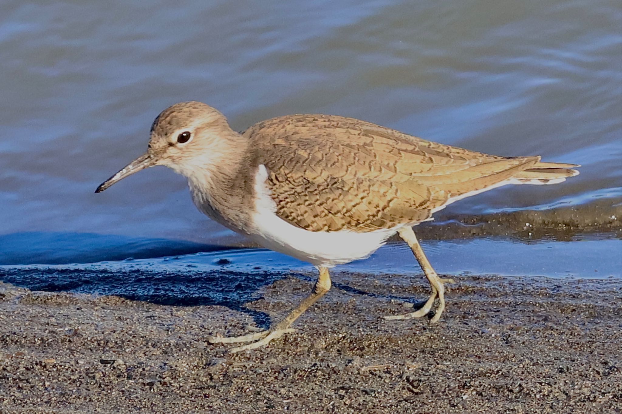 Common Sandpiper