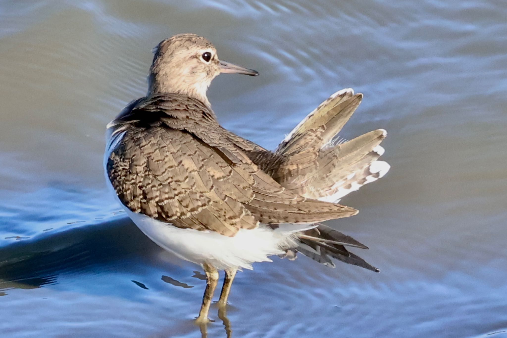 Common Sandpiper