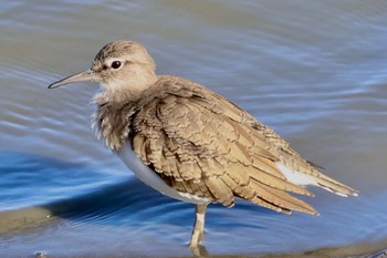 2023年10月17日(火) 伊佐沼の野鳥観察記録