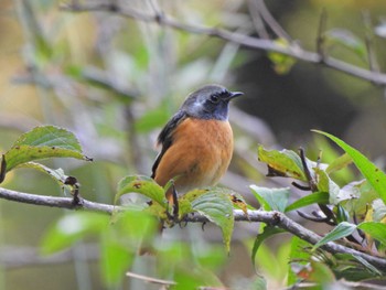 2023年10月20日(金) 早戸川林道の野鳥観察記録