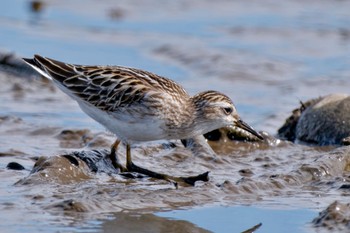 Long-toed Stint Inashiki Sat, 10/14/2023