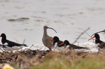 Far Eastern Curlew Unknown Spots Sun, 9/9/2018