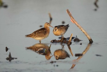 Sharp-tailed Sandpiper Inashiki Sat, 10/14/2023