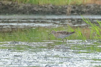 Sharp-tailed Sandpiper Unknown Spots Tue, 8/28/2018