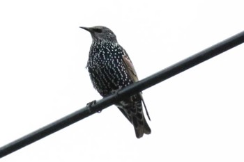 Common Starling 浦幌町 豊北 Tue, 10/10/2023