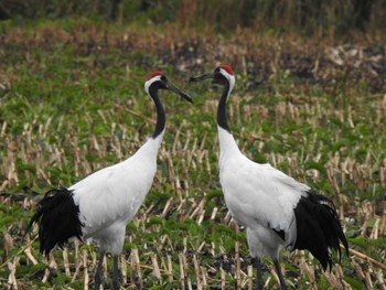 Red-crowned Crane 浦幌町 豊北 Tue, 10/10/2023