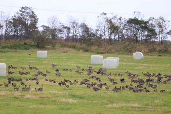 Cackling Goose 浦幌町 豊北 Tue, 10/10/2023