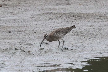 チュウシャクシギ 沖縄県宮古島市 2023年10月16日(月)