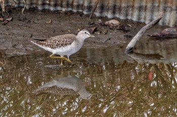 Wood Sandpiper Inashiki Sat, 10/14/2023