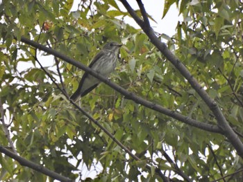 2023年10月8日(日) 東京港野鳥公園の野鳥観察記録