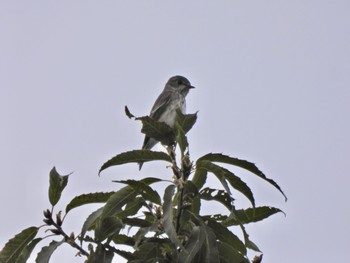 エゾビタキ 東京港野鳥公園 2023年10月8日(日)