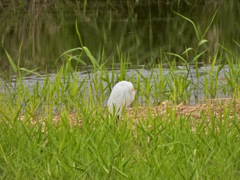 ダイサギ 東京港野鳥公園 2023年10月8日(日)