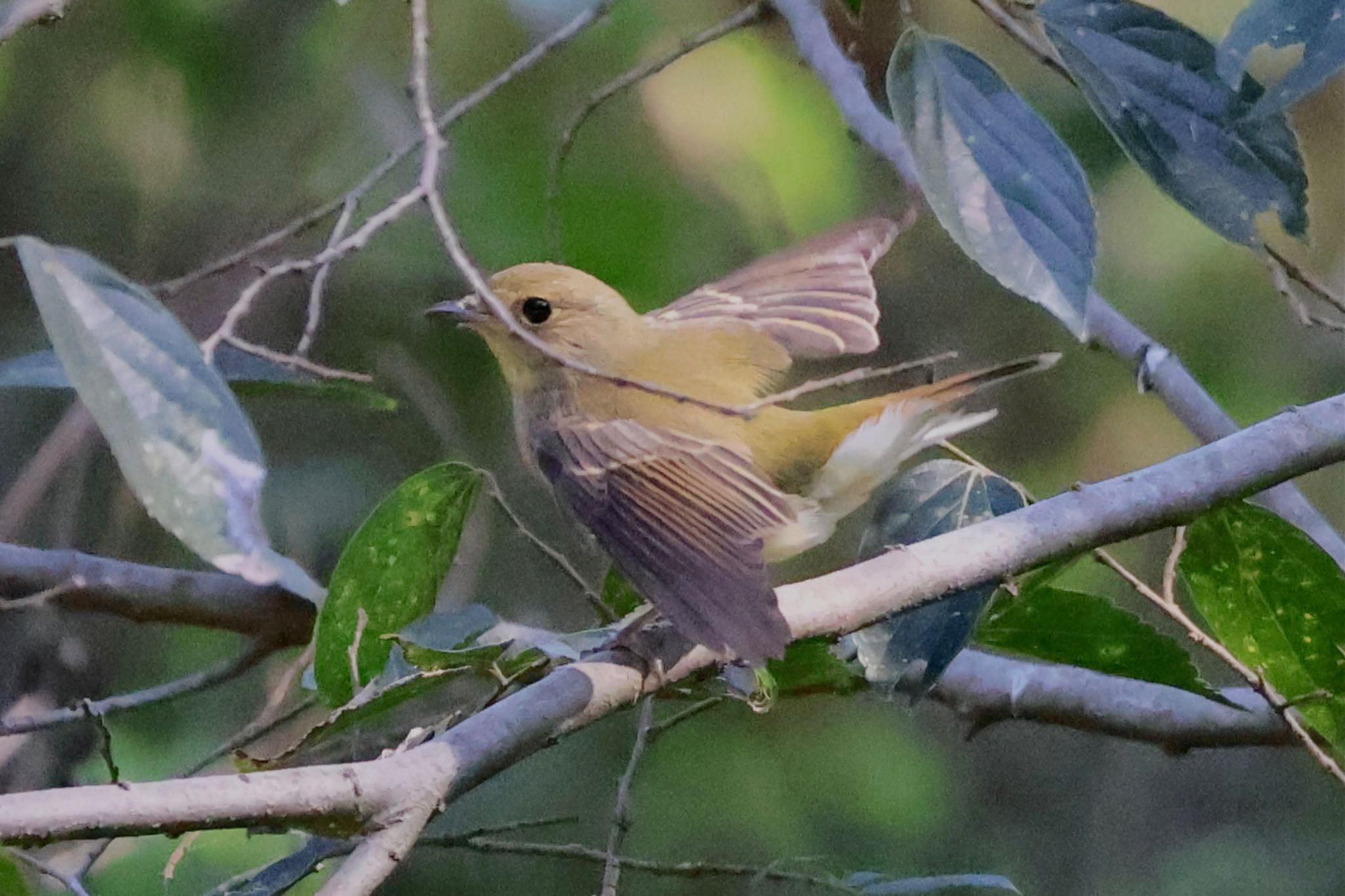 Narcissus Flycatcher