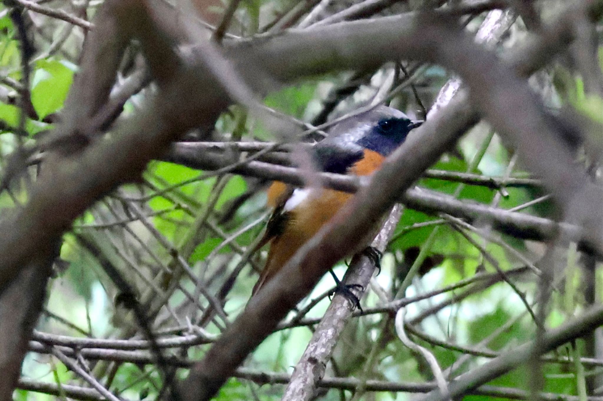 Daurian Redstart